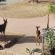 Male and female Bushbuck