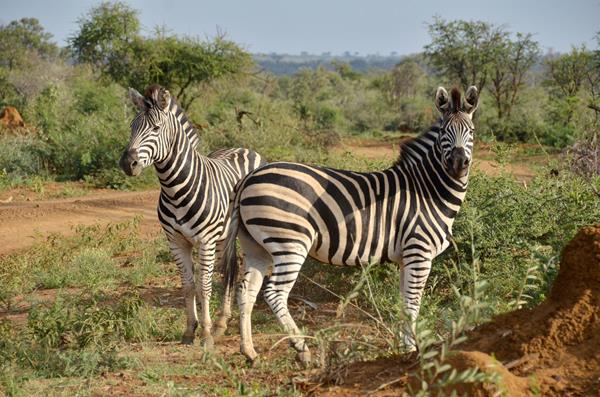 Motswiri Private Safari Lodge