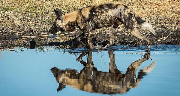 Botswana Visitor Information