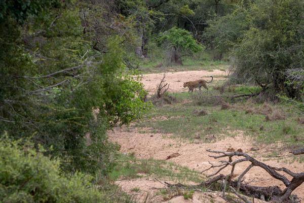 Thornybush The River Lodge