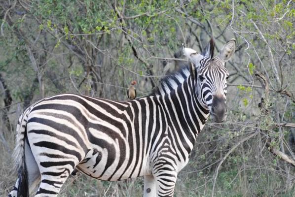 Jackalberry Game Lodge