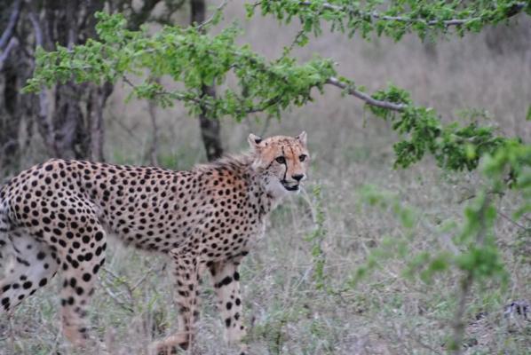 Jackalberry Game Lodge