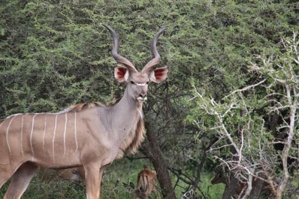 Jackalberry Game Lodge