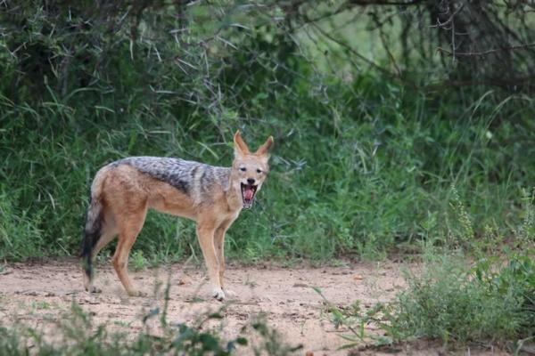 Jackalberry Game Lodge