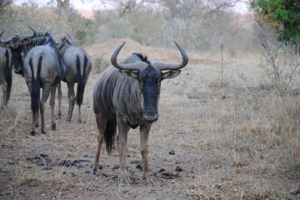 NKaya Game Lodge