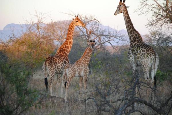 NKaya Game Lodge