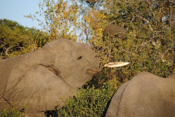 NKaya Game Lodge