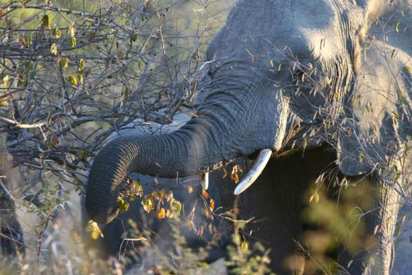 NKaya Game Lodge