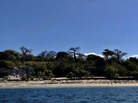 Spectacular boabab trees on the coastline of Vilanculos