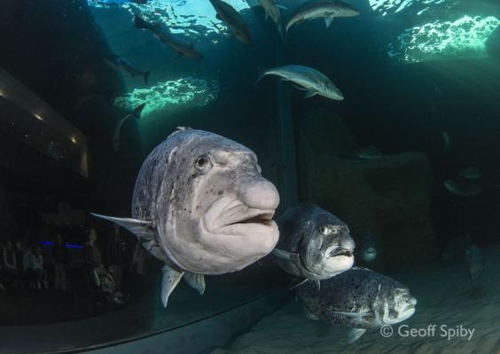 Two Oceans Aquarium