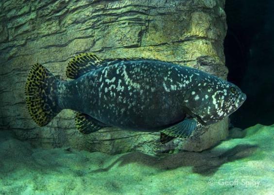 Two Oceans Aquarium