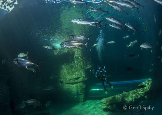 Two Oceans Aquarium