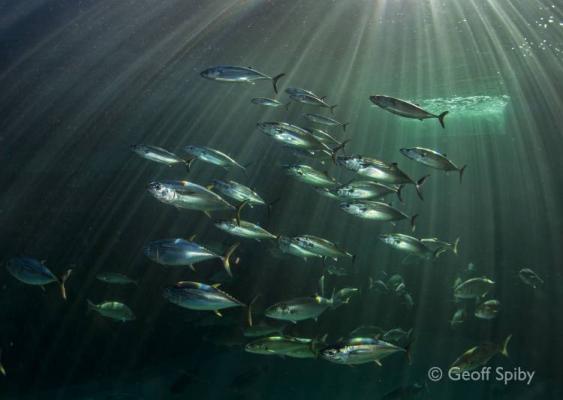 Two Oceans Aquarium