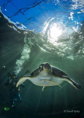 Two Oceans Aquarium