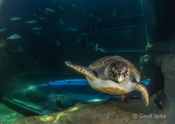 Two Oceans Aquarium