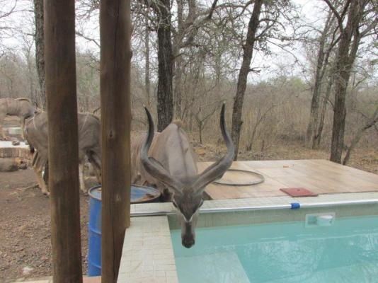 Wildlife in Simcha Lodge