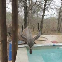 Wildlife in Simcha Lodge