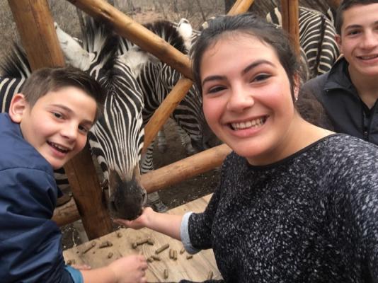 Feeding Zebras