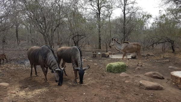 Animals Grasing