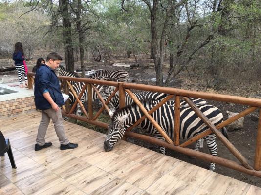 Feeding Zebras