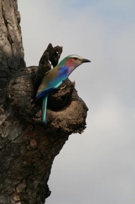 Nottens Bush Camp