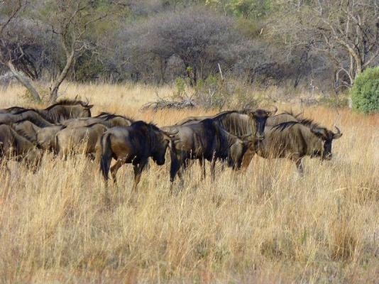 Wildebeest