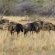 Wildebeest