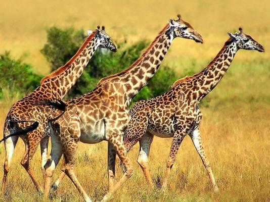 Giraffes