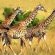 Giraffes