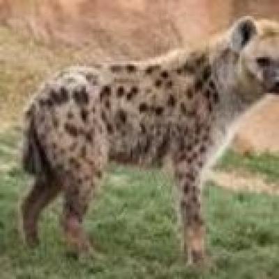 Hyena