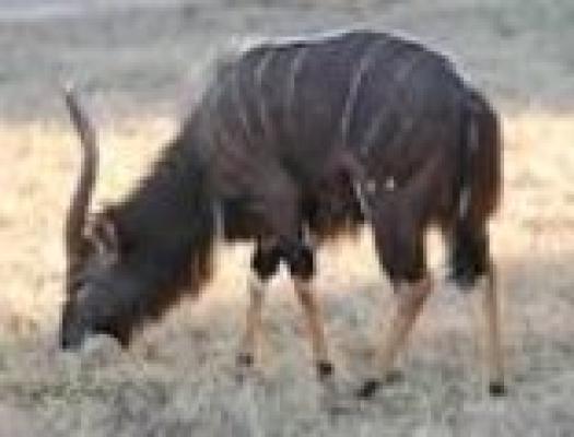 Nyala Bull