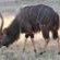 Nyala Bull