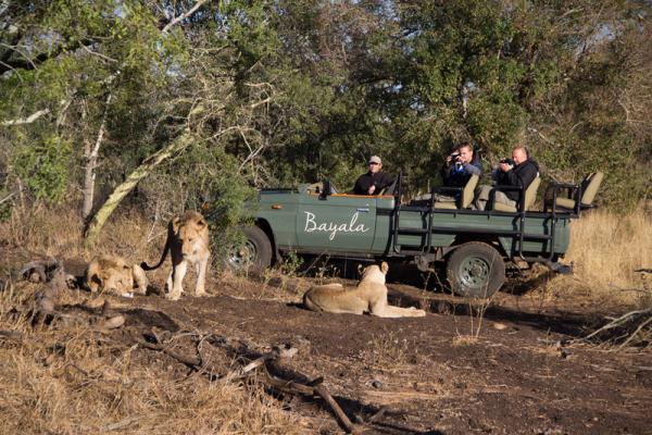 Game drives with lion 