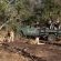 Game drives with lion 