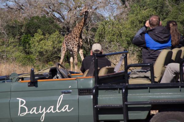 Game drives with giraffe 