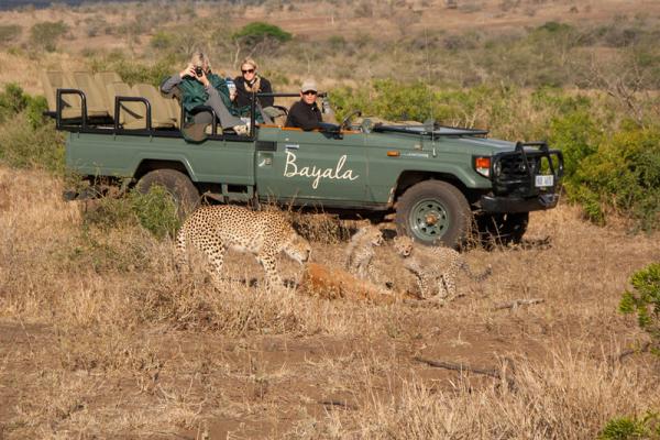 Game drives with cheetah kill 