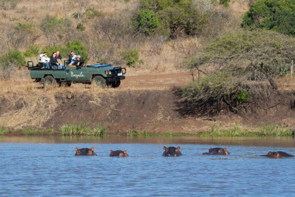Game drives with hippo 