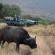 Game drives with Big 5