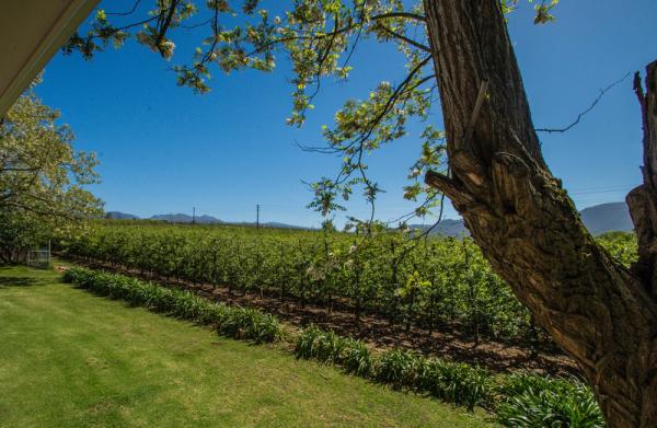 Apple orchards