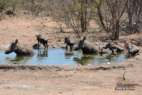 Warthogs by Waterhole