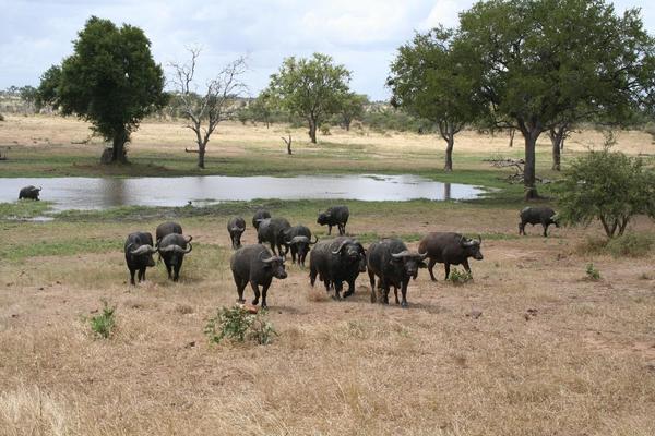 Kruger Adventure Lodge