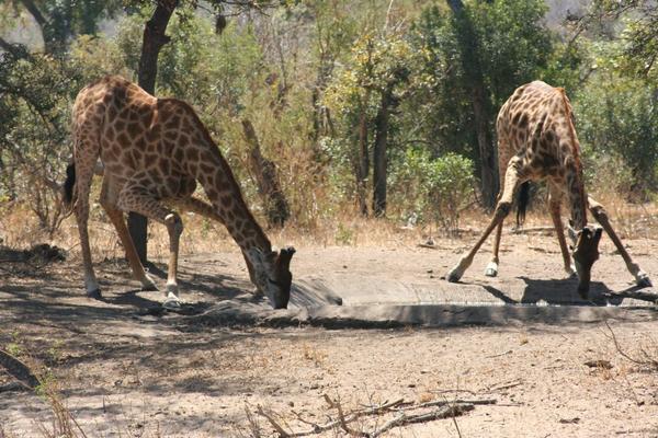 Kruger Adventure Lodge