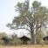 Sango Safari Camp