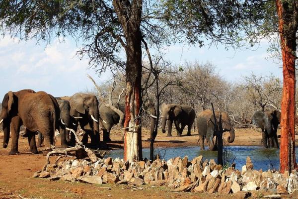 Elephants at the pan