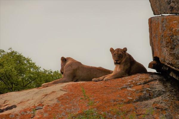 Lions on the boulders