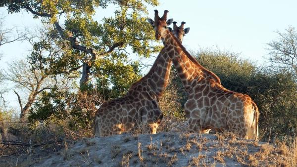 Giraffe are such a pleasure