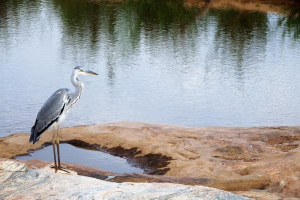 A grey heron. 