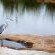 A grey heron.  A grey heron.