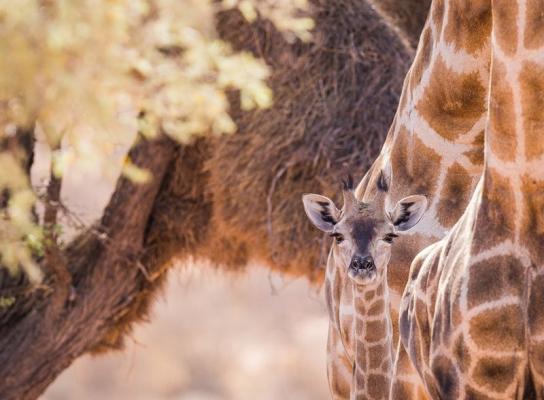 Kalahari Game Lodge