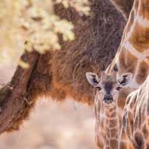 Kalahari Game Lodge